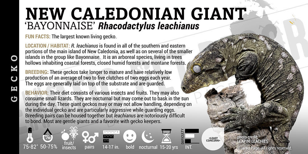 Rhacodactylus leachianus 'New Caledonian Giant' Gecko