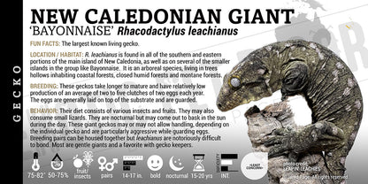 Rhacodactylus leachianus 'New Caledonian Giant' Gecko