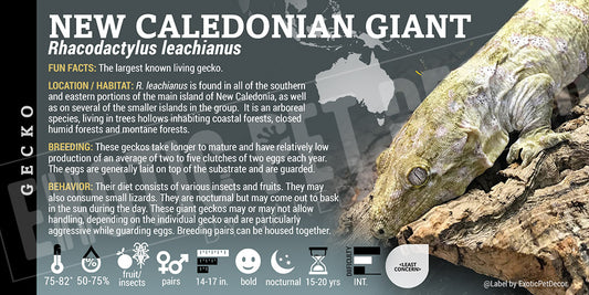 Rhacodactylus leachianus 'New Caledonian Giant' Gecko