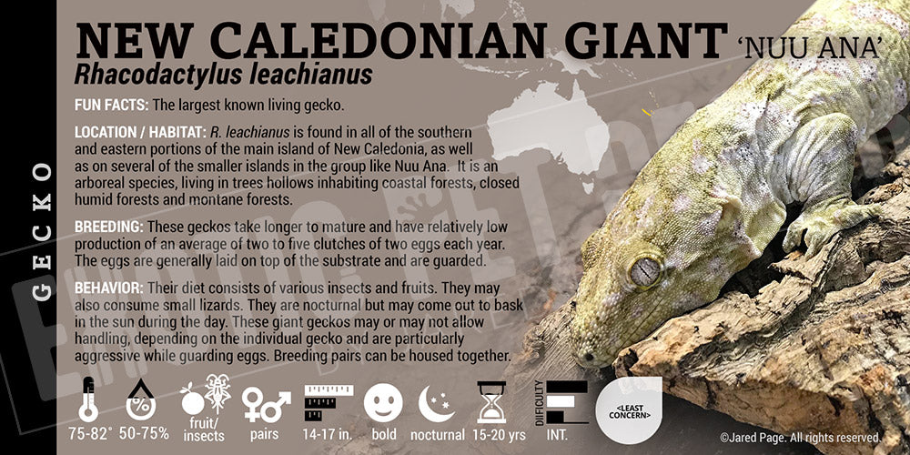 Rhacodactylus leachianus 'New Caledonian Giant' Gecko