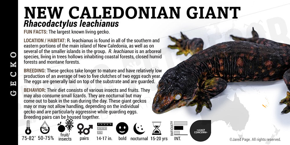 Rhacodactylus leachianus 'New Caledonian Giant' Gecko