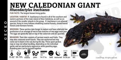 Rhacodactylus leachianus 'New Caledonian Giant' Gecko