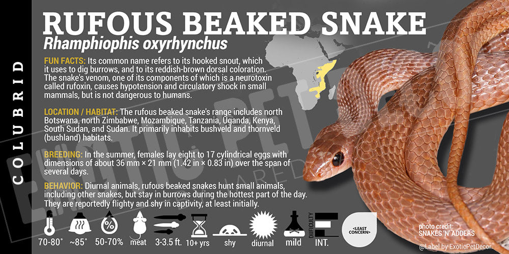 Rhamphiophis oxyrhynchus 'Rufous-Beaked' Snake