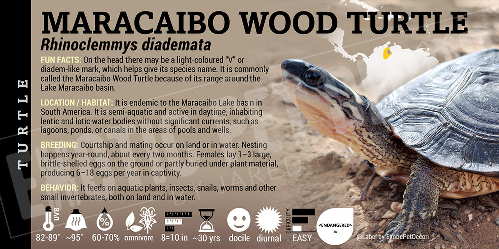 Rhinoclemmys diademata 'Maracaibo Wood' Turtle label