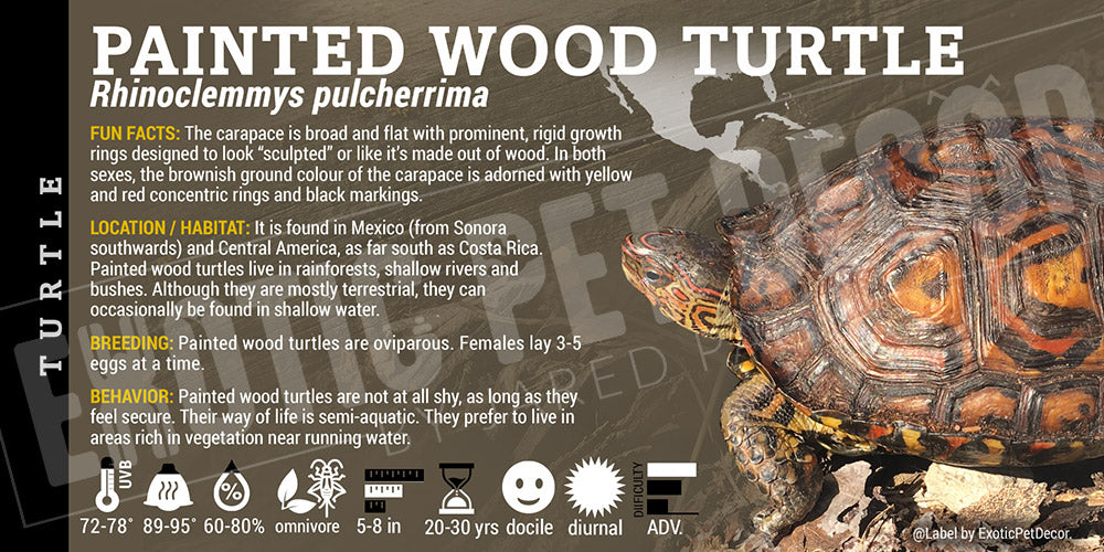 Rhinoclemmys pulcherrima 'Painted Wood' Turtle