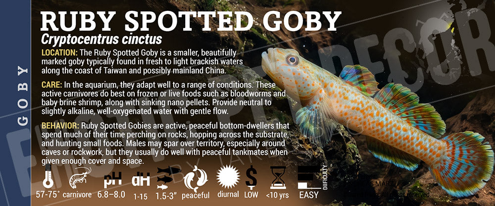Rhinogobius rubromaculatus 'Ruby Spotted Goby' Fish label