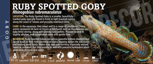 Rhinogobius rubromaculatus 'Ruby Spotted Goby' Fish label
