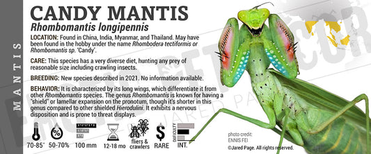 Rhombomantis longipennis 'Candy' Mantis label
