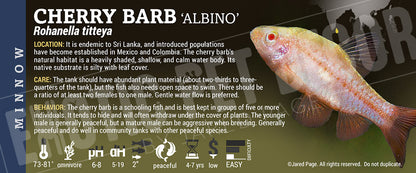 Rohanella titteya 'Cherry Barb' Fish label