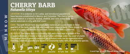 Rohanella titteya 'Cherry Barb' Fish label