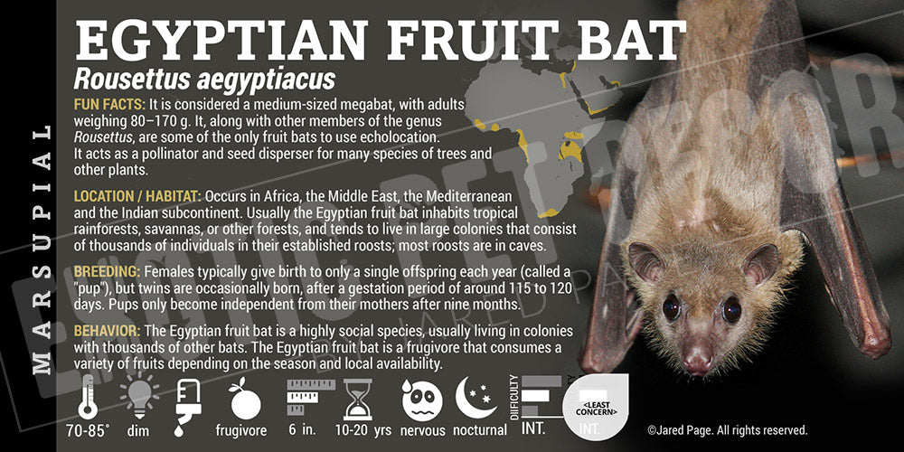 Rousettus aegyptiacus 'Egyptian Fruit Bat'