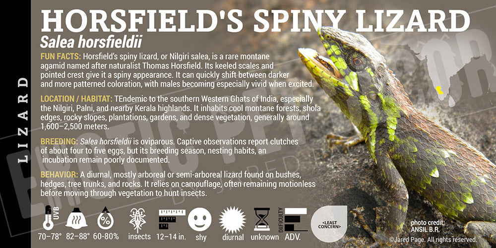 Salea horsfieldii 'Horsfield's Spiny' Lizard label