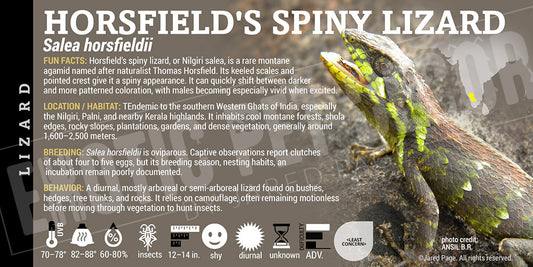 Salea horsfieldii 'Horsfield's Spiny' Lizard label