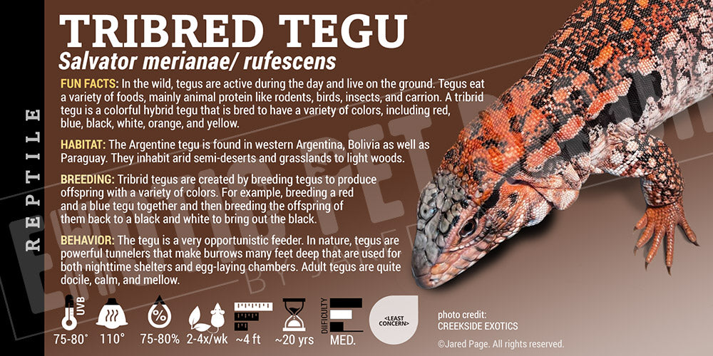 Salvator rufescens 'Red' Tegu
