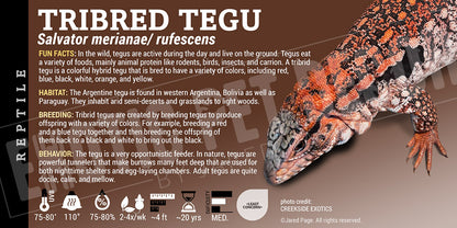 Salvator rufescens 'Red' Tegu
