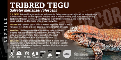 Salvator rufescens 'Red' Tegu