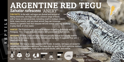 Salvator rufescens 'Red' Tegu
