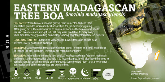 Sanzinia madagascariensis 'Eastern Madagascan Tree Boa'