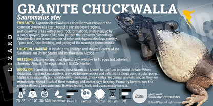 Sauromalus ater 'Chuckwalla' Lizard