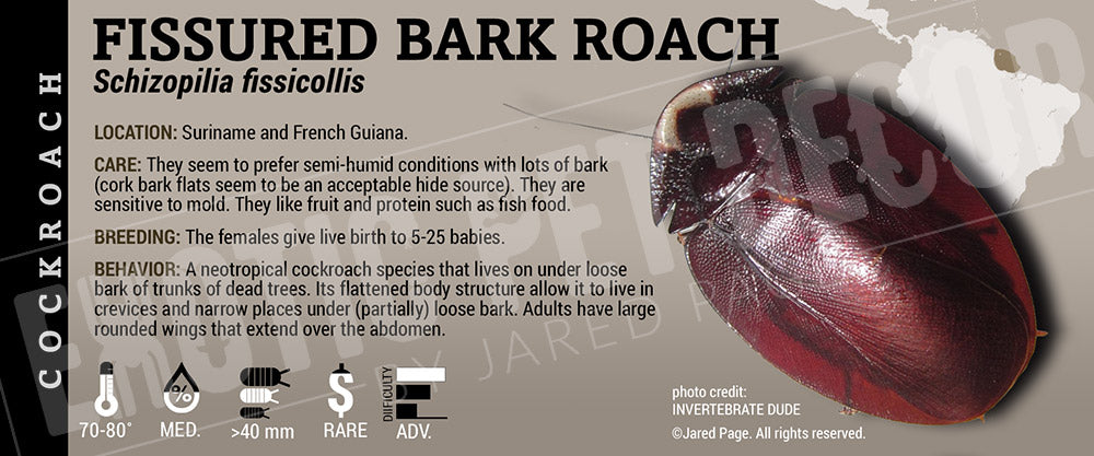 Schizopilia fissicollis 'Mitaraka, French Guiana Fissured Bark Roach' label