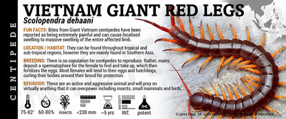 Scolopendra dehaani 'Vietnam' Centipede