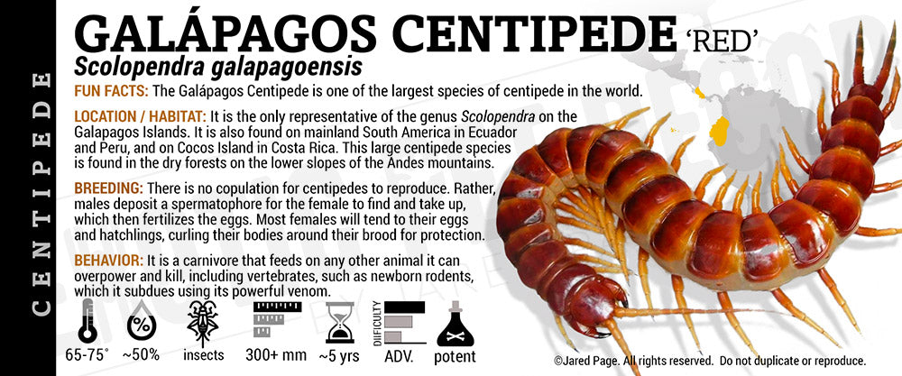 Scolopendra galapagoensis 'Galapagos' Centipede