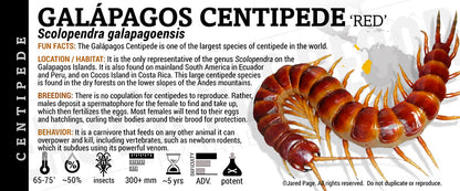 Scolopendra galapagoensis 'Galapagos' Centipede