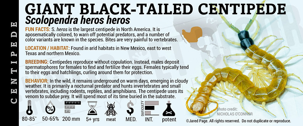 Scolopendra heros heros 'Giant Black-Tailed' Centipede