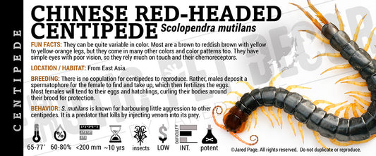 Scolopendra mutilans 'Chinese Red-headed' Centipede label