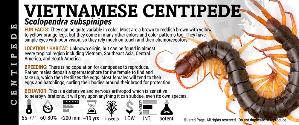 Scolopendra subspinipes 'Vietnamese' Centipede