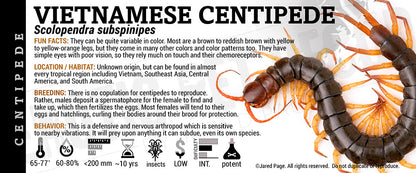 Scolopendra subspinipes 'Vietnamese' Centipede