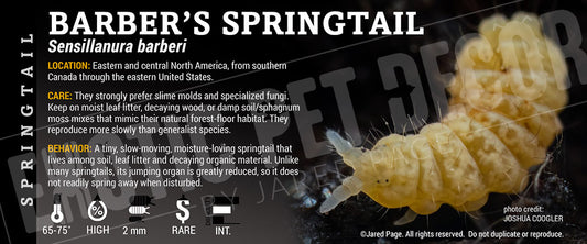 Sensillanura barberi 'Barber's Springtail' label