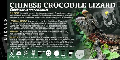 Shinisaurus crocodilurus 'Chinese' Crocodile Lizard