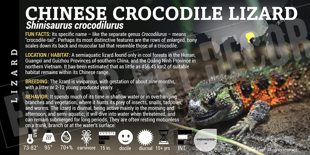 Shinisaurus crocodilurus 'Chinese' Crocodile Lizard