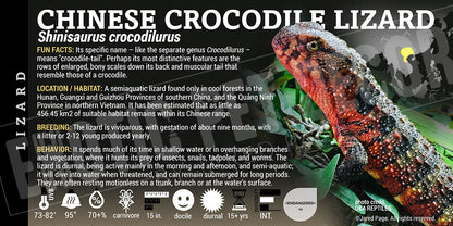 Shinisaurus crocodilurus 'Chinese' Crocodile Lizard