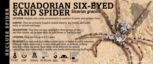 Sicarius gracilis 'Ecuadorian Six-eyed Sand Spider' label