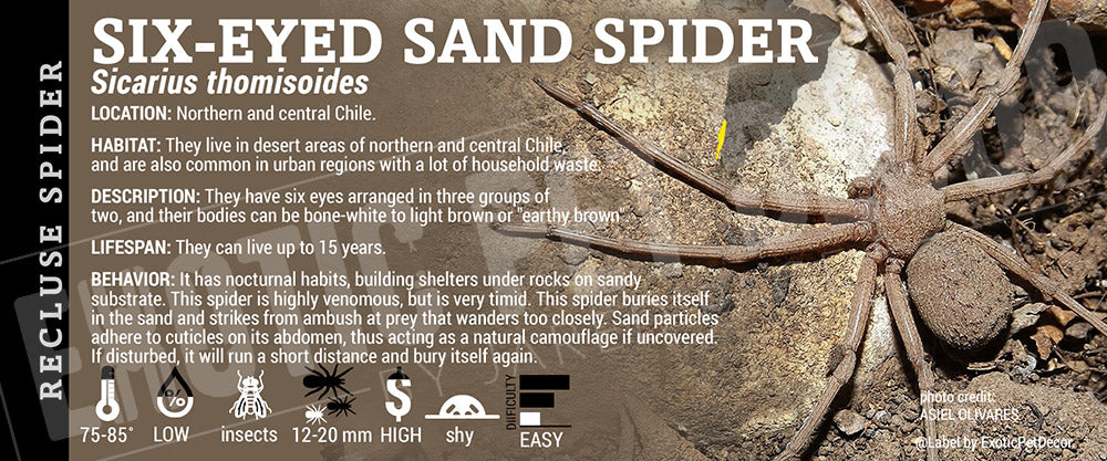 Sicarius thomisoides 'Six-eyed Sand Spider'