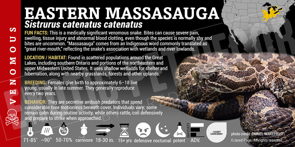 Sistrurus catenatus catenatus 'Eastern Masasauga' Rattlesnake label