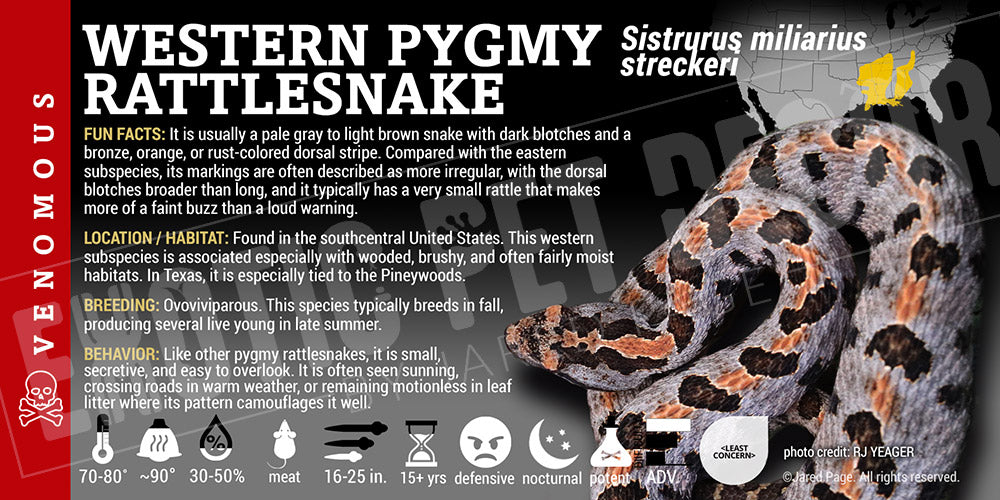 Sistrurus miliarius streckeri 'Western Pygmy' Rattlesnake label