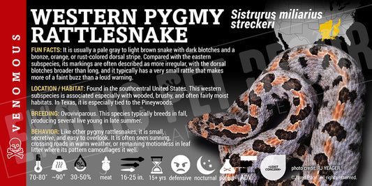Sistrurus miliarius streckeri 'Western Pygmy' Rattlesnake label