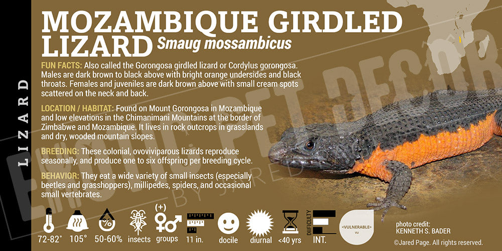 Smaug mossambicus 'Mozambique Girdled' Lizard