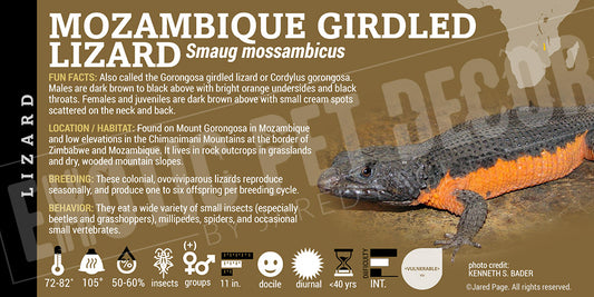 Smaug mossambicus 'Mozambique Girdled' Lizard