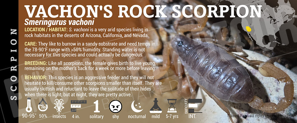Smeringurus vachoni 'Vachon's Rock' Scorpion