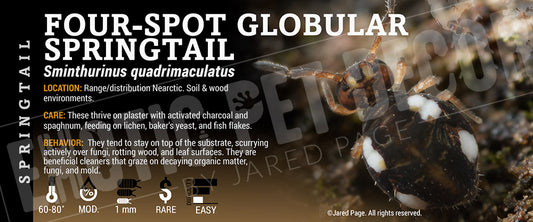 Sminthurinus quadrimaculatus 'Four-Spot Globular' Springtail label