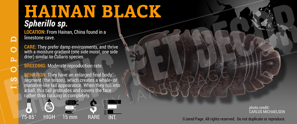 Spherillo sp. 'Hainan Black' isopod label
