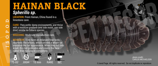 Spherillo sp. 'Hainan Black' isopod label