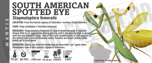 Stagmatoptera femoralis 'South American Spotted Eye' Mantis label