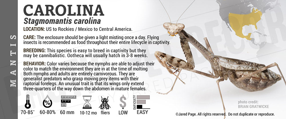Stagmomantis carolina 'Mantis'