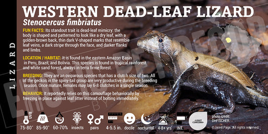 Stenocercus fimbriatus 'Western Dead-Leaf' Lizard label
