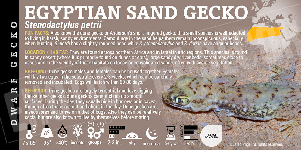 Stenodactylus petrii 'Egyptian Sand' Gecko Cards and Enclosure Labels ...